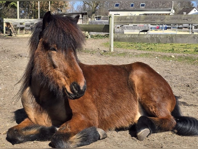 Caballos islandeses Caballo castrado 18 años 143 cm Castaño in Neustadt am R&#xFC;benberge