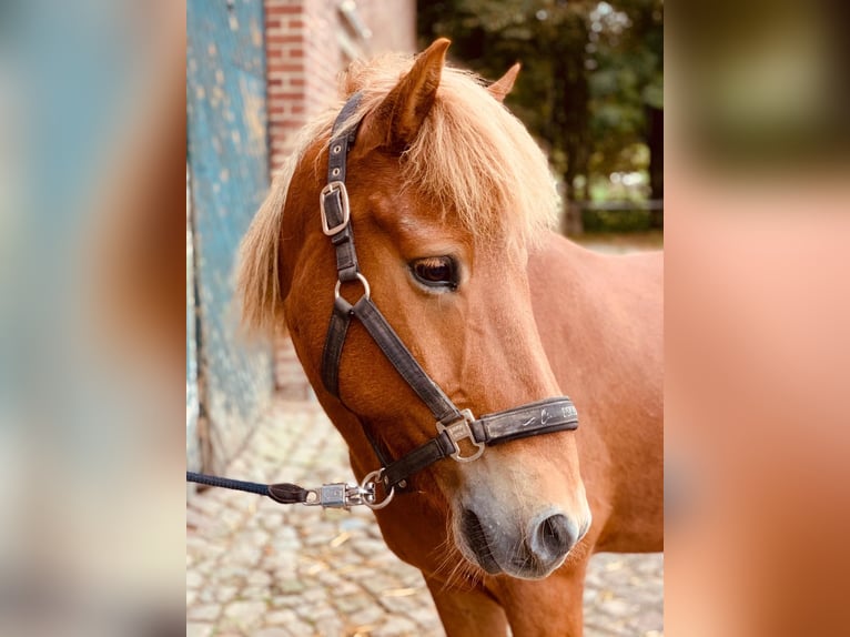 Caballos islandeses Caballo castrado 18 años 145 cm Alazán in Fourons