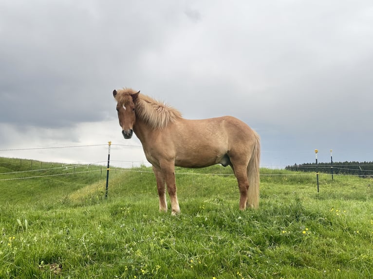 Caballos islandeses Caballo castrado 18 años 145 cm Alazán in GrasbrunnGrasbrunn
