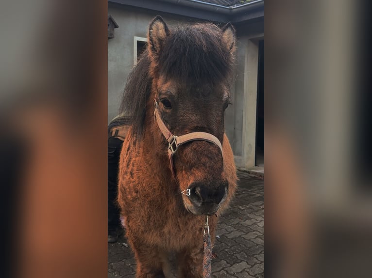 Caballos islandeses Caballo castrado 19 años 135 cm Castaño claro in Vlotho