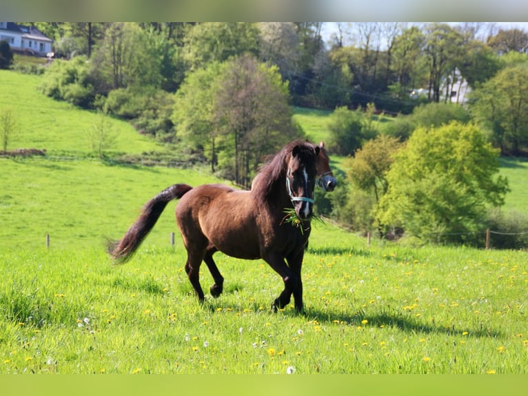 Caballos islandeses Caballo castrado 19 años 139 cm Morcillo in Kevelaer