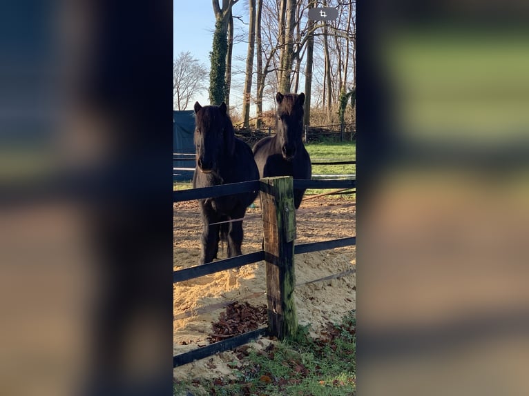 Caballos islandeses Caballo castrado 19 años 148 cm Negro in Altenberge