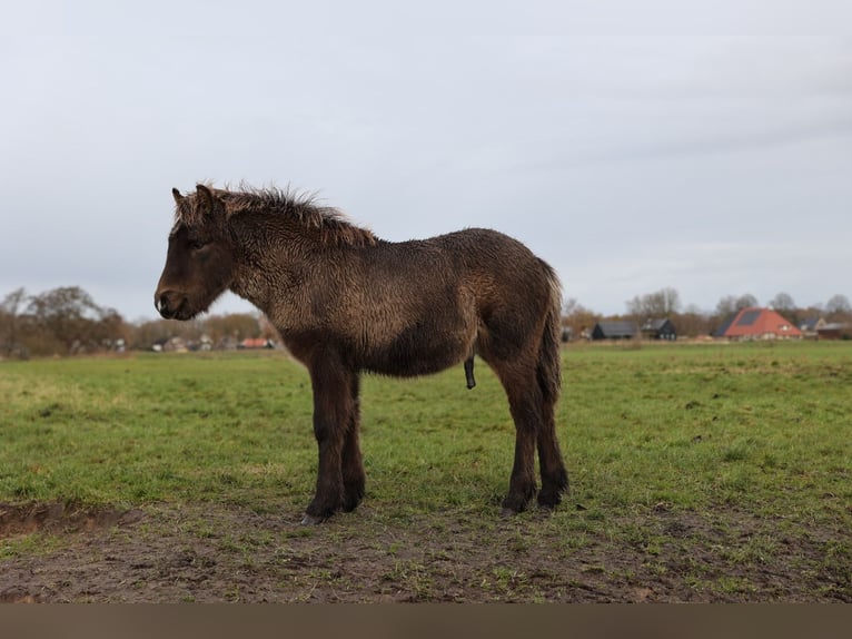 Caballos islandeses Caballo castrado 1 año 145 cm in Mildam