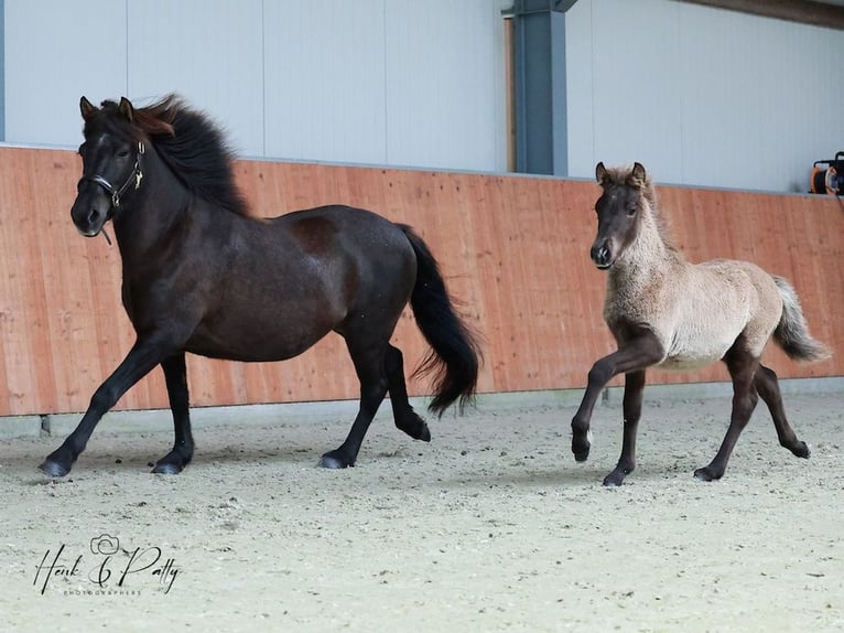 Caballos islandeses Caballo castrado 1 año 145 cm in Mildam