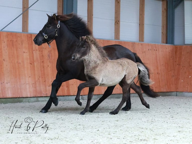 Caballos islandeses Caballo castrado 1 año 145 cm in Mildam