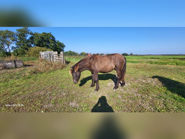 Caballos islandeses Caballo castrado 1 año 145 cm in Mildam