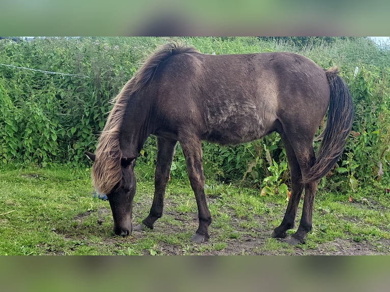 Caballos islandeses Caballo castrado 1 año 145 cm in Mildam