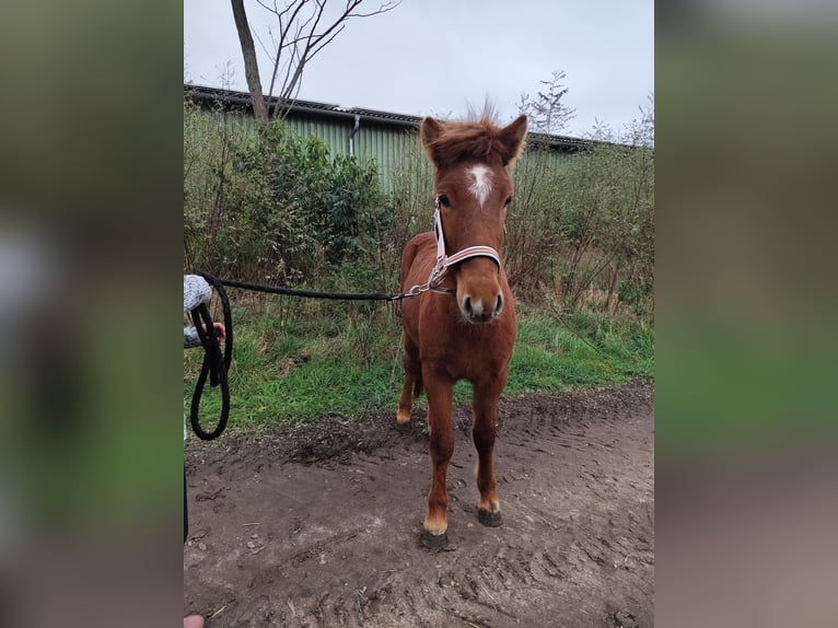Caballos islandeses Caballo castrado 1 año Alazán in Neustrelitz