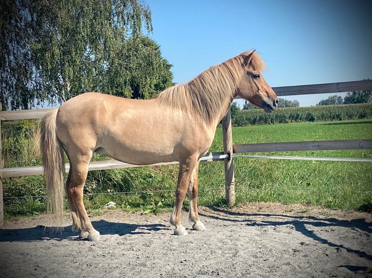 Caballos islandeses Caballo castrado 1 año Bayo in Gaißau