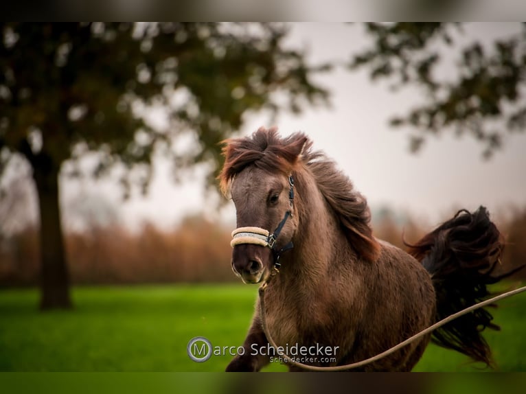 Caballos islandeses Caballo castrado 1 año Bayo in Gaißau