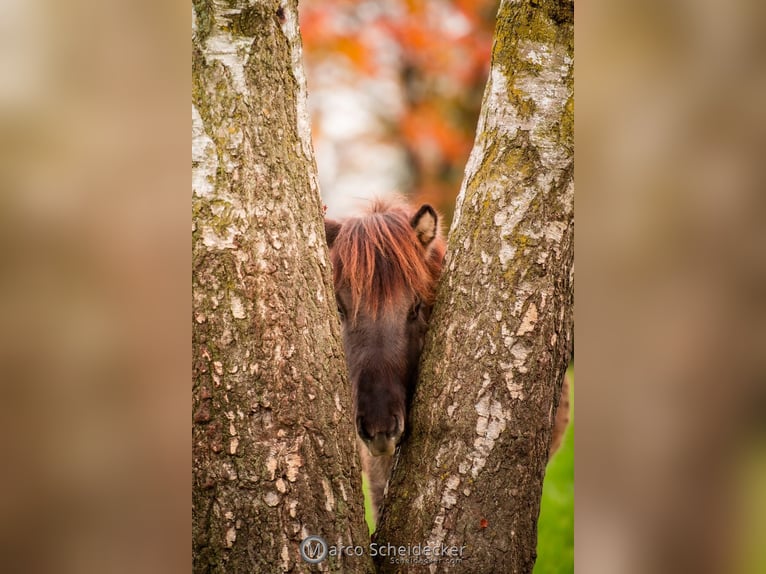 Caballos islandeses Caballo castrado 1 año Bayo in Gaißau