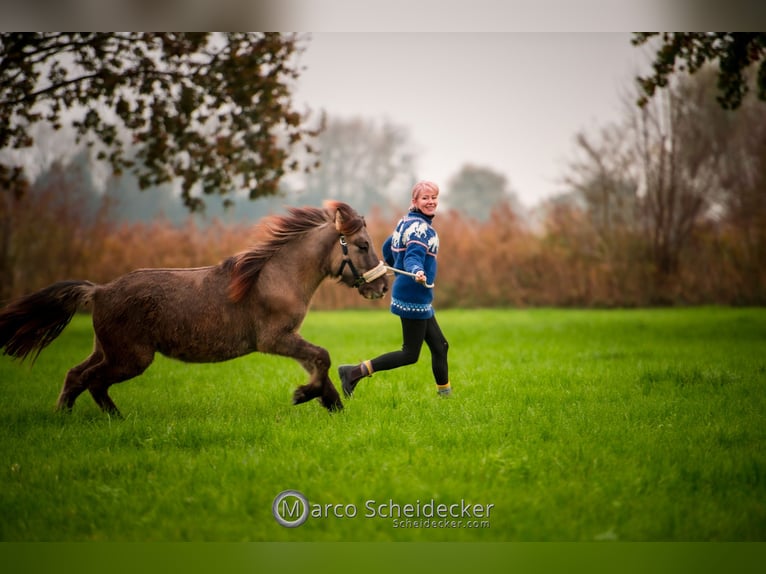 Caballos islandeses Caballo castrado 1 año Bayo in Gaißau