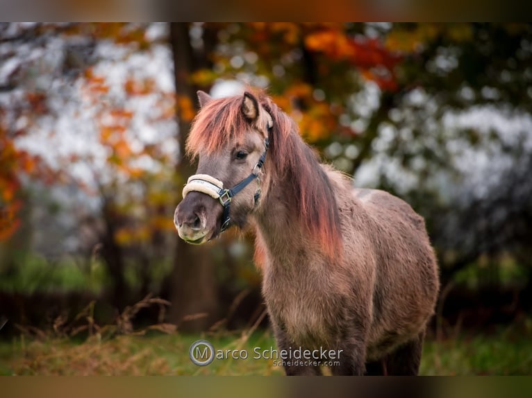 Caballos islandeses Caballo castrado 1 año Bayo in Gaißau