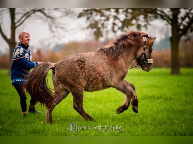 Caballos islandeses Caballo castrado 1 año Bayo in Gaißau