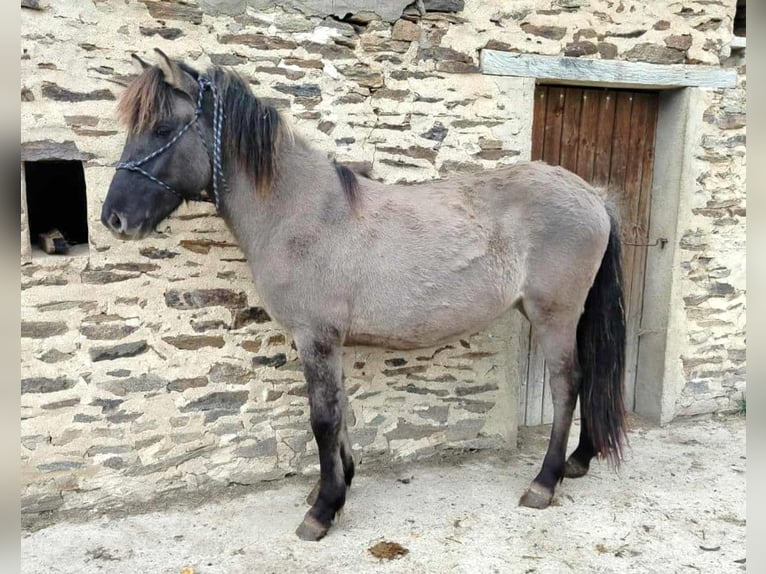 Caballos islandeses Caballo castrado 1 año Grullo in boussac