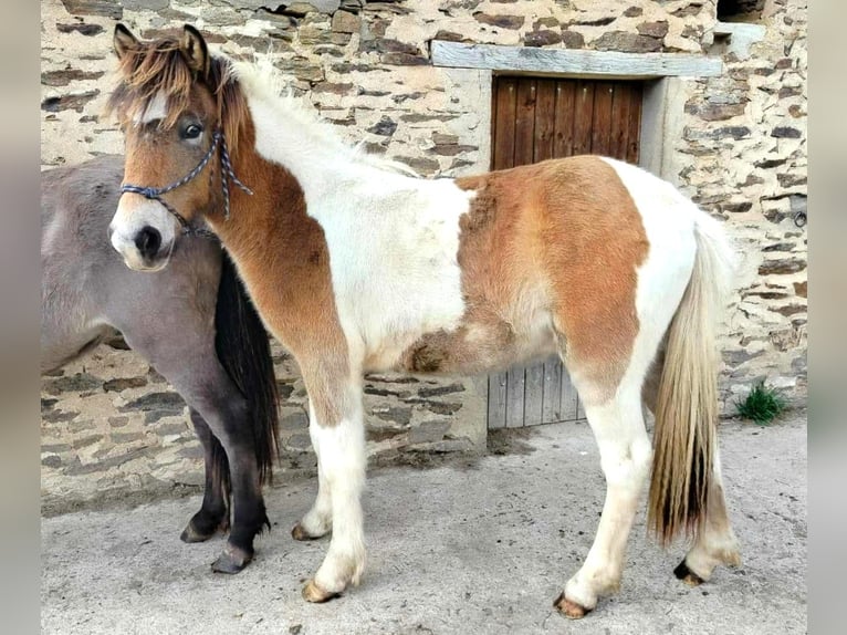 Caballos islandeses Caballo castrado 1 año Grullo in boussac