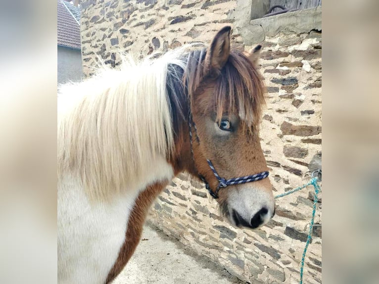 Caballos islandeses Caballo castrado 1 año Grullo in boussac