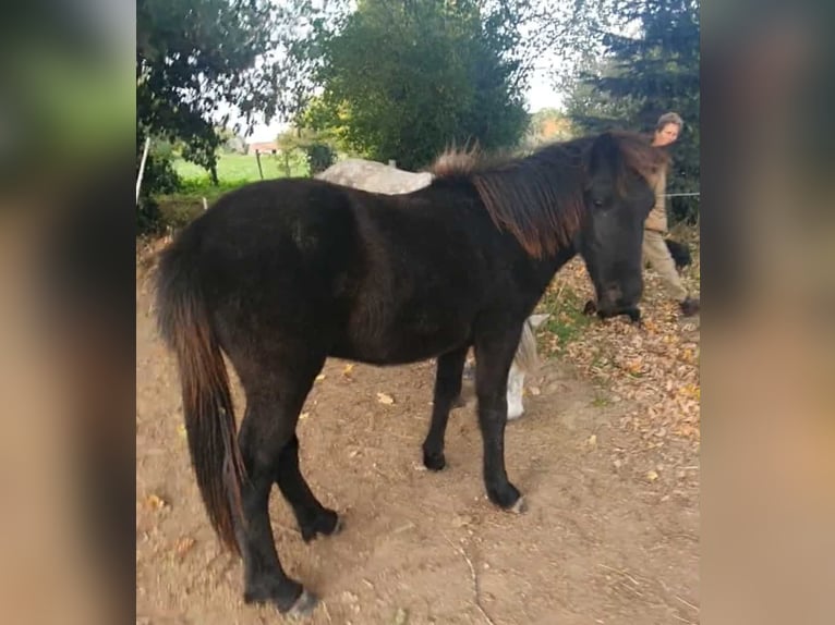 Caballos islandeses Caballo castrado 1 año Grullo in boussac