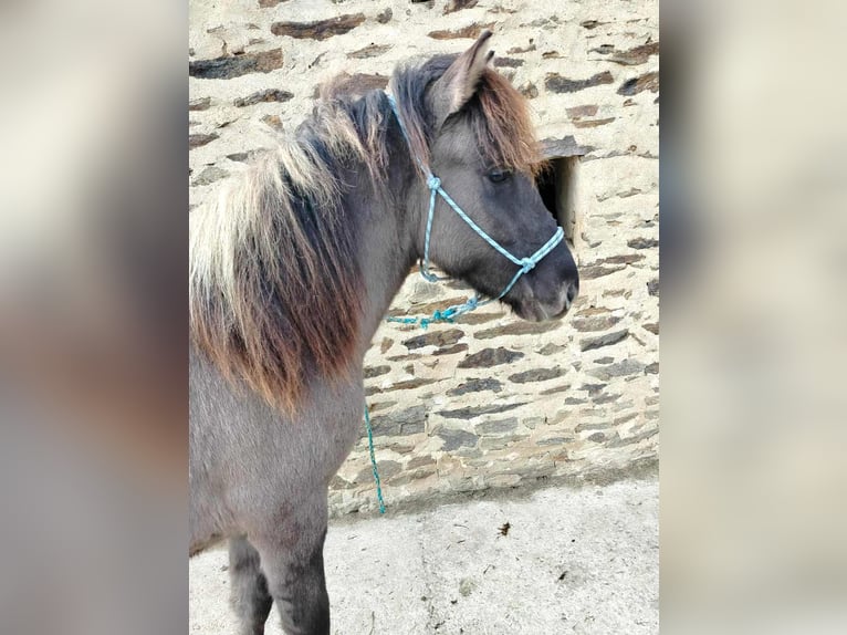 Caballos islandeses Caballo castrado 1 año Grullo in boussac