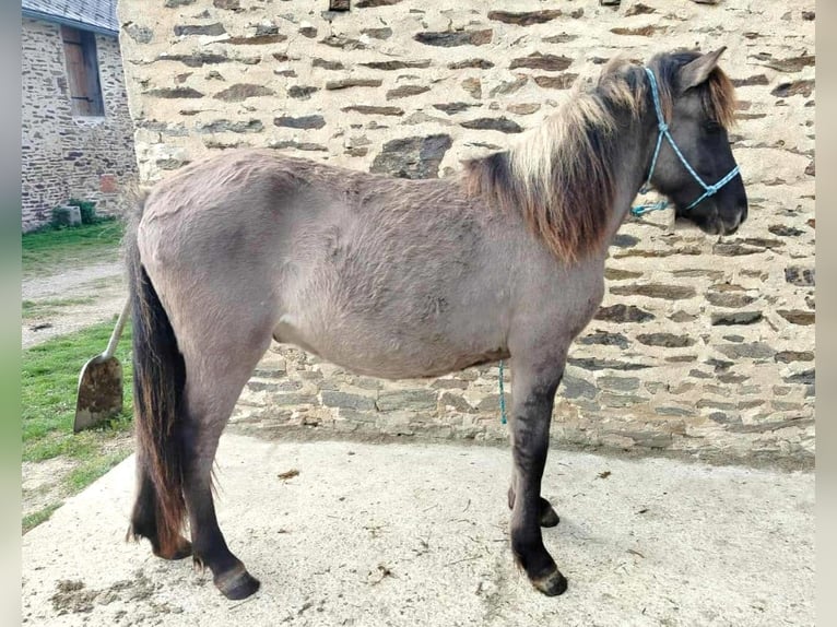 Caballos islandeses Caballo castrado 1 año Grullo in boussac