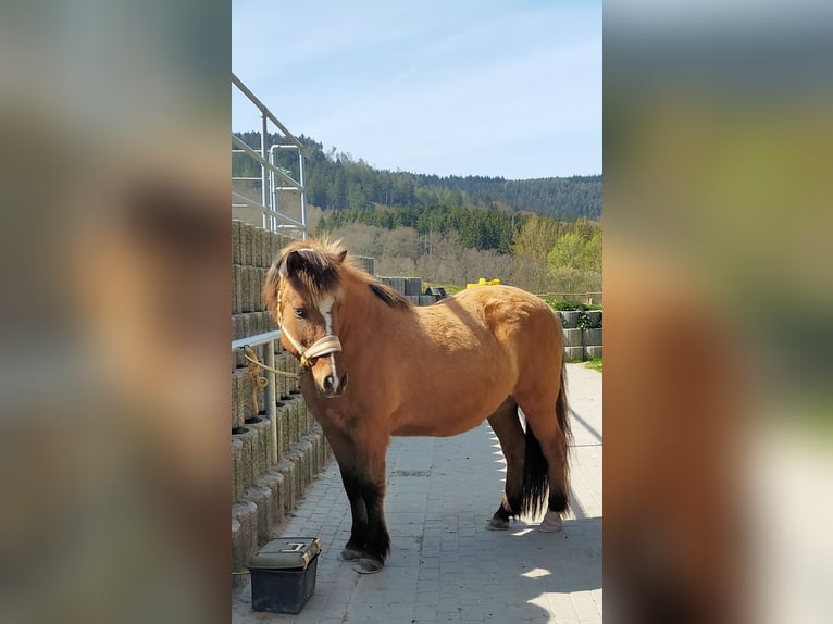 Caballos islandeses Caballo castrado 21 años 135 cm Bayo in Biebergem&#xFC;nd