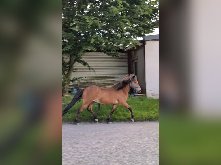 Caballos islandeses Caballo castrado 21 años 136 cm Castaño rojizo in Hagen