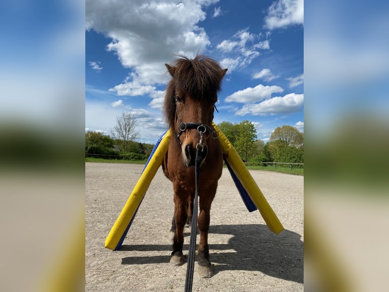 Caballos islandeses Caballo castrado 21 años 136 cm Castaño rojizo in Hagen