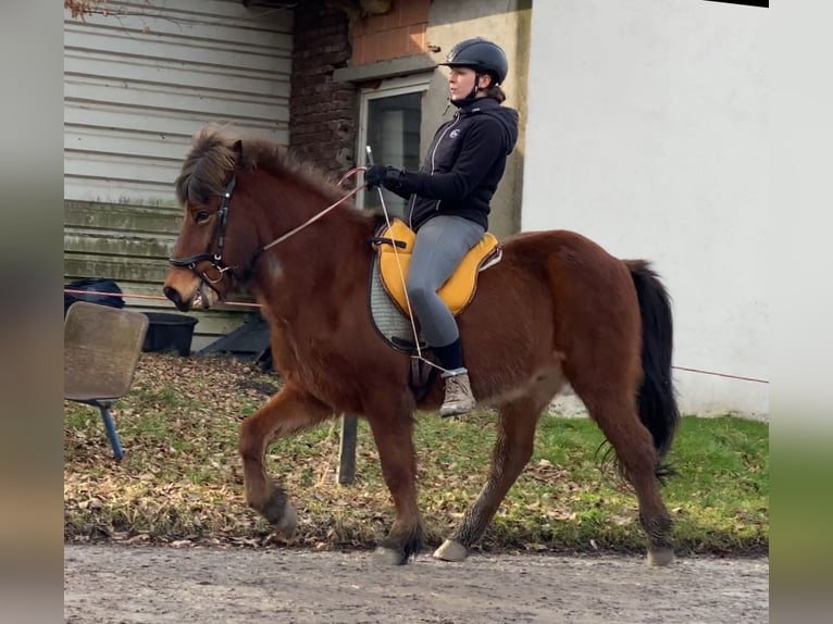 Caballos islandeses Caballo castrado 21 años 136 cm Castaño rojizo in Hagen