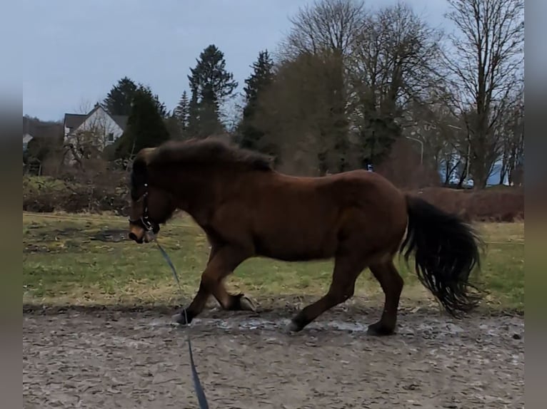 Caballos islandeses Caballo castrado 21 años 136 cm Castaño rojizo in Hagen