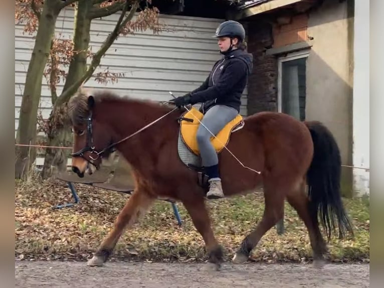 Caballos islandeses Caballo castrado 21 años 136 cm Castaño rojizo in Hagen