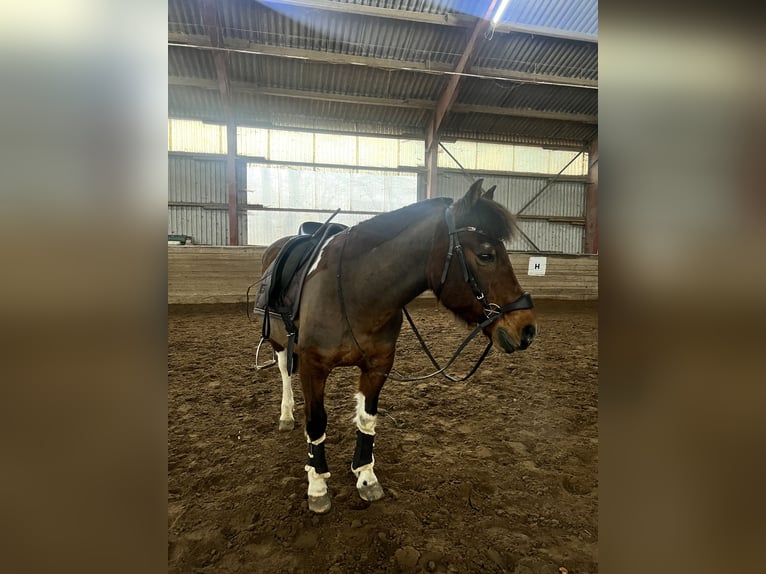 Caballos islandeses Mestizo Caballo castrado 22 años 140 cm Pío in Jühnde