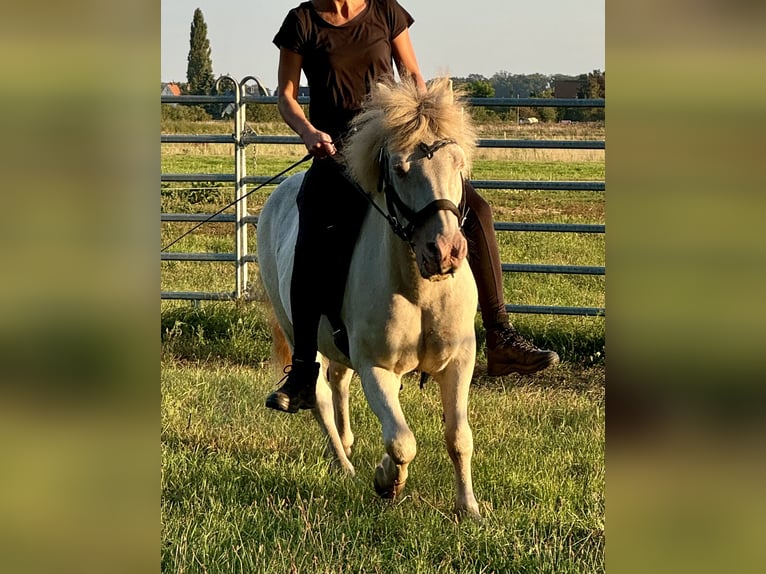 Caballos islandeses Mestizo Caballo castrado 23 años 130 cm Cremello in Ribbesbüttel