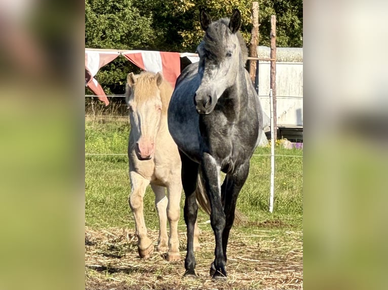 Caballos islandeses Mestizo Caballo castrado 23 años 130 cm Cremello in Ribbesbüttel