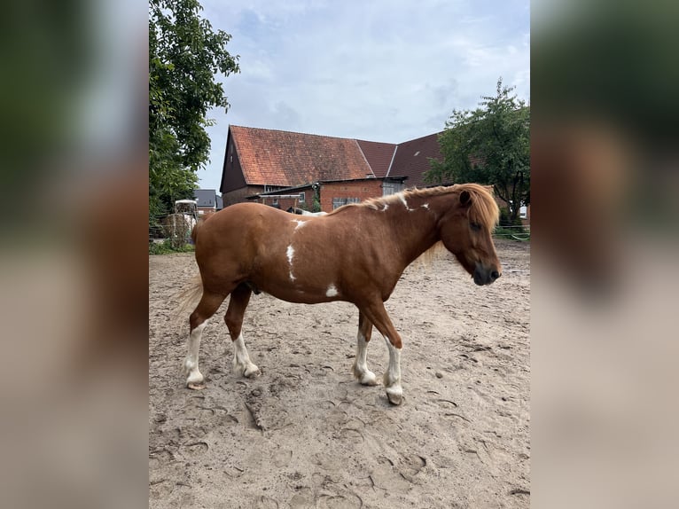 Caballos islandeses Caballo castrado 23 años 135 cm Pío in Barsinghausen