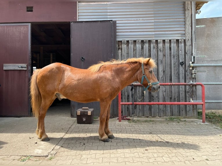 Caballos islandeses Caballo castrado 23 años Tordo in Hambrücken