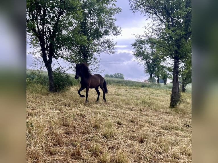 Caballos islandeses Caballo castrado 2 años 135 cm Negro in Zinswiller