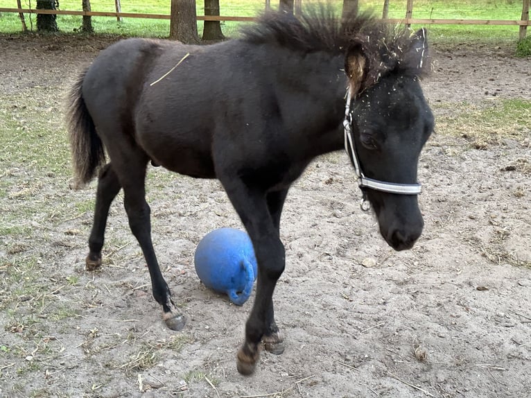 Caballos islandeses Caballo castrado 2 años 138 cm Negro in Sch&#xFC;lp bei Nortorf