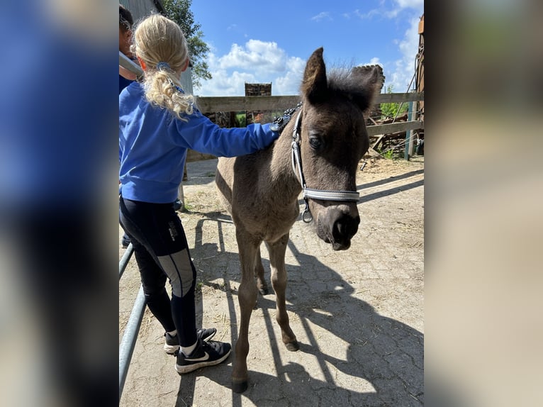 Caballos islandeses Caballo castrado 2 años 138 cm Negro in Sch&#xFC;lp bei Nortorf
