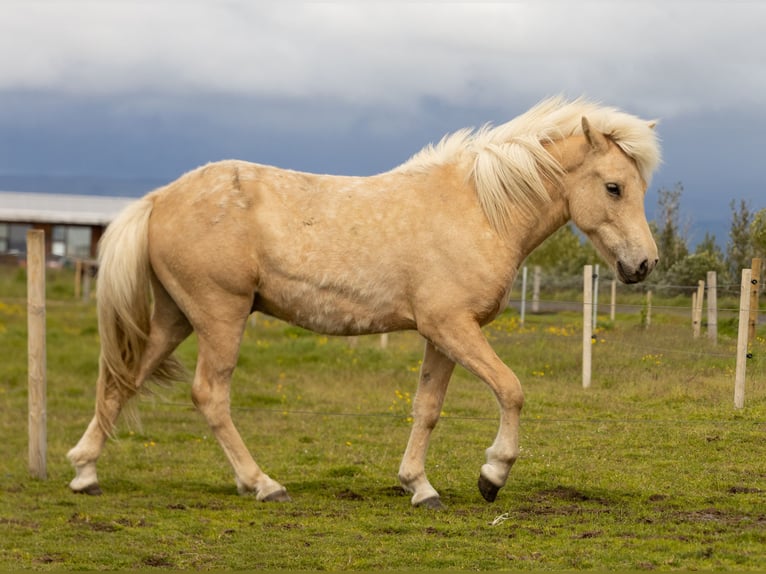 Caballos islandeses Caballo castrado 2 años 138 cm Palomino in Hvolsv&#xF6;llur