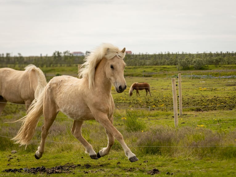 Caballos islandeses Caballo castrado 2 años 138 cm Palomino in Hvolsv&#xF6;llur