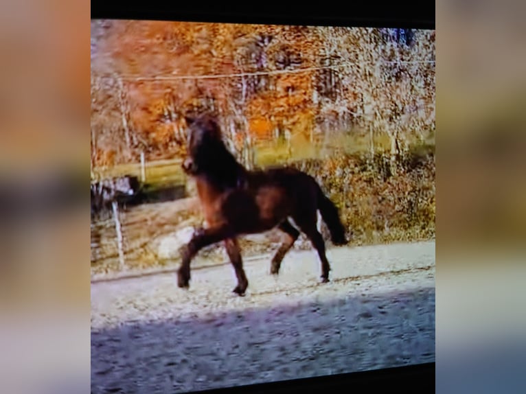 Caballos islandeses Caballo castrado 2 años 140 cm Castaño oscuro in Chieming