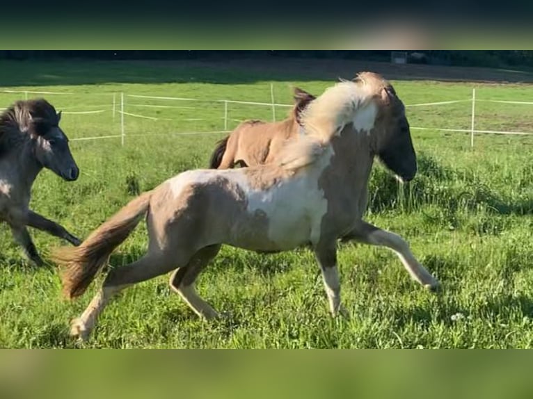 Caballos islandeses Caballo castrado 2 años 142 cm Pío in Ehringshausen