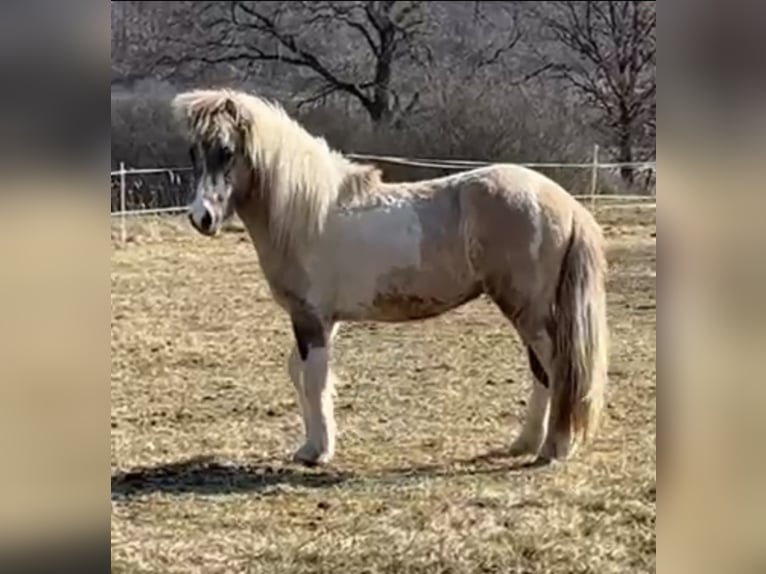 Caballos islandeses Caballo castrado 2 años 142 cm Pío in Ehringshausen
