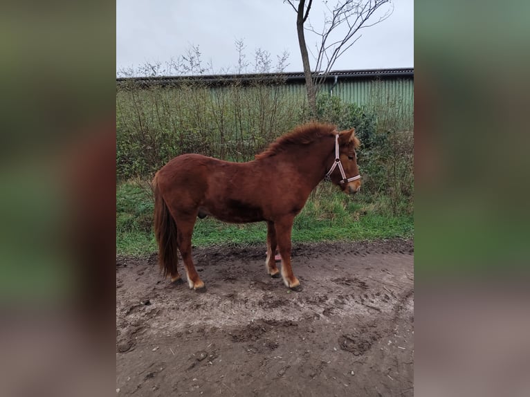 Caballos islandeses Caballo castrado 2 años Alazán in Neustrelitz