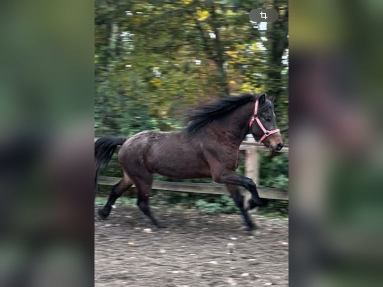 Caballos islandeses Caballo castrado 3 años 135 cm Castaño in Triftern