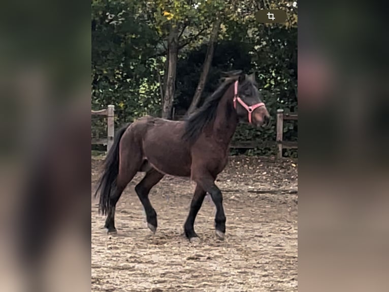 Caballos islandeses Caballo castrado 3 años 135 cm Castaño in Triftern