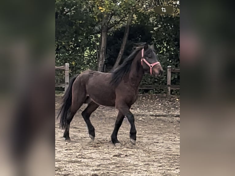 Caballos islandeses Caballo castrado 3 años 136 cm Castaño oscuro in Triftern