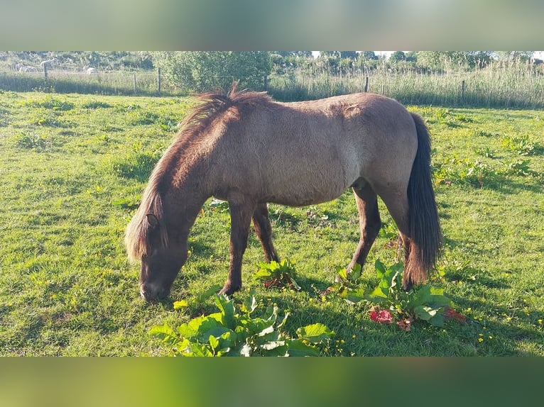 Caballos islandeses Caballo castrado 3 años 137 cm Morcillo in Oldeholtwolde