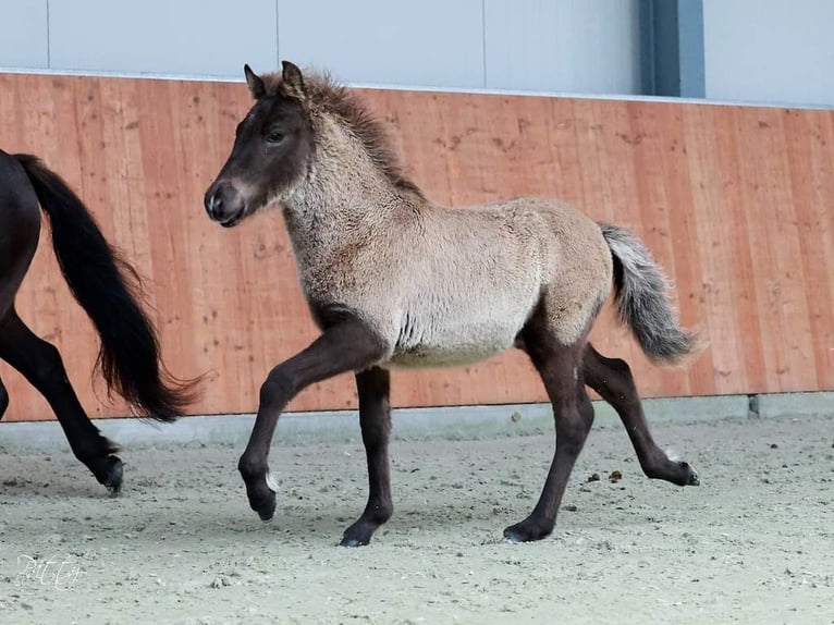 Caballos islandeses Caballo castrado 3 años 137 cm Morcillo in Oldeholtwolde