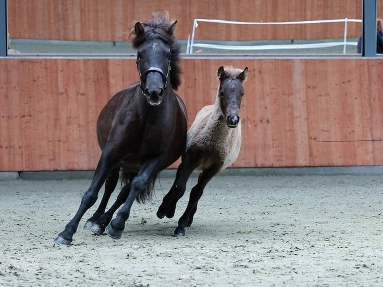 Caballos islandeses Caballo castrado 3 años 137 cm Morcillo in Oldeholtwolde